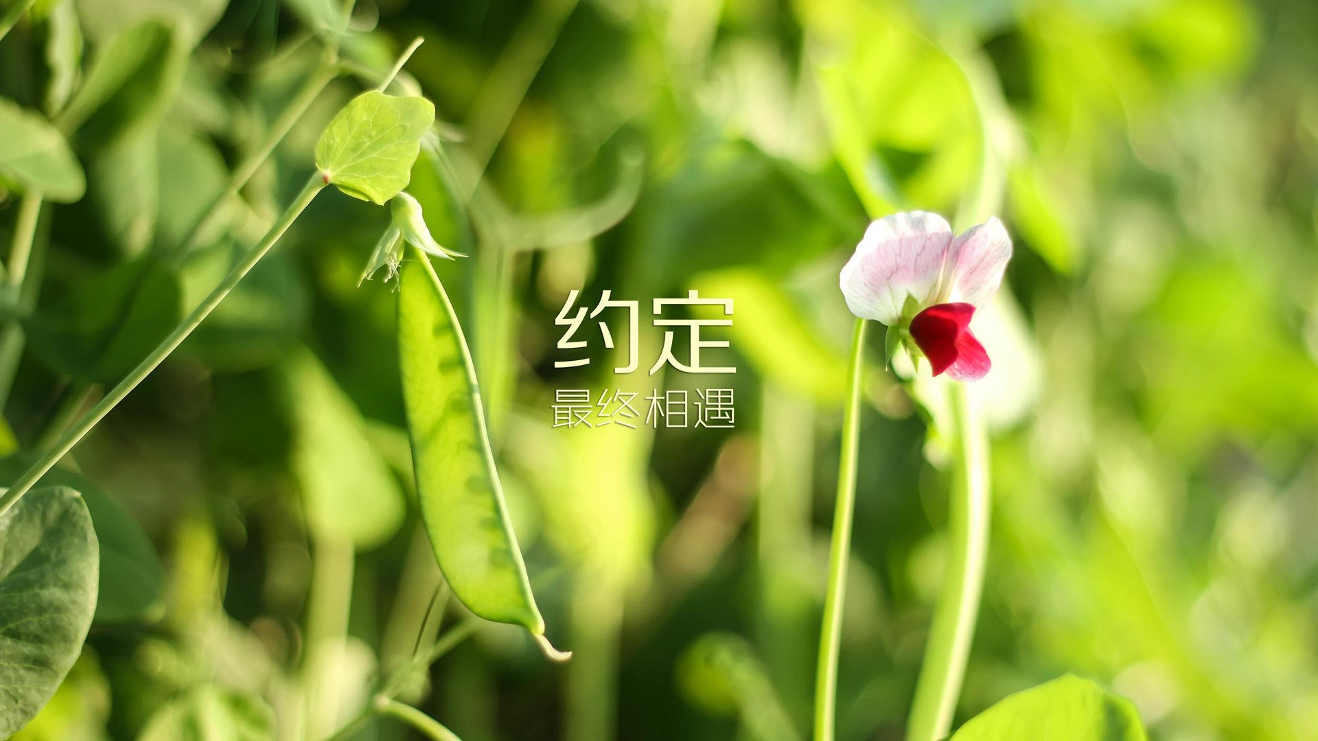 基层足球赛事影响力有限，足球比赛影响力
