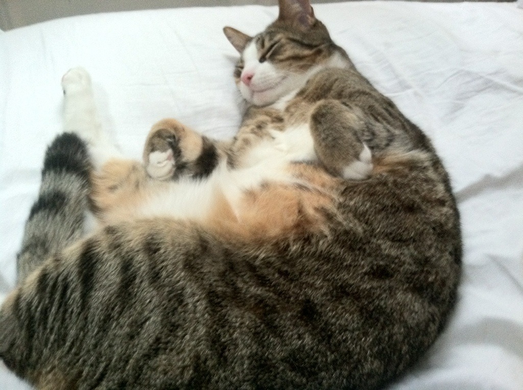 戴维·帕特森助袋鼠队攻守兼备，打破对方防线，戴维帕特尔