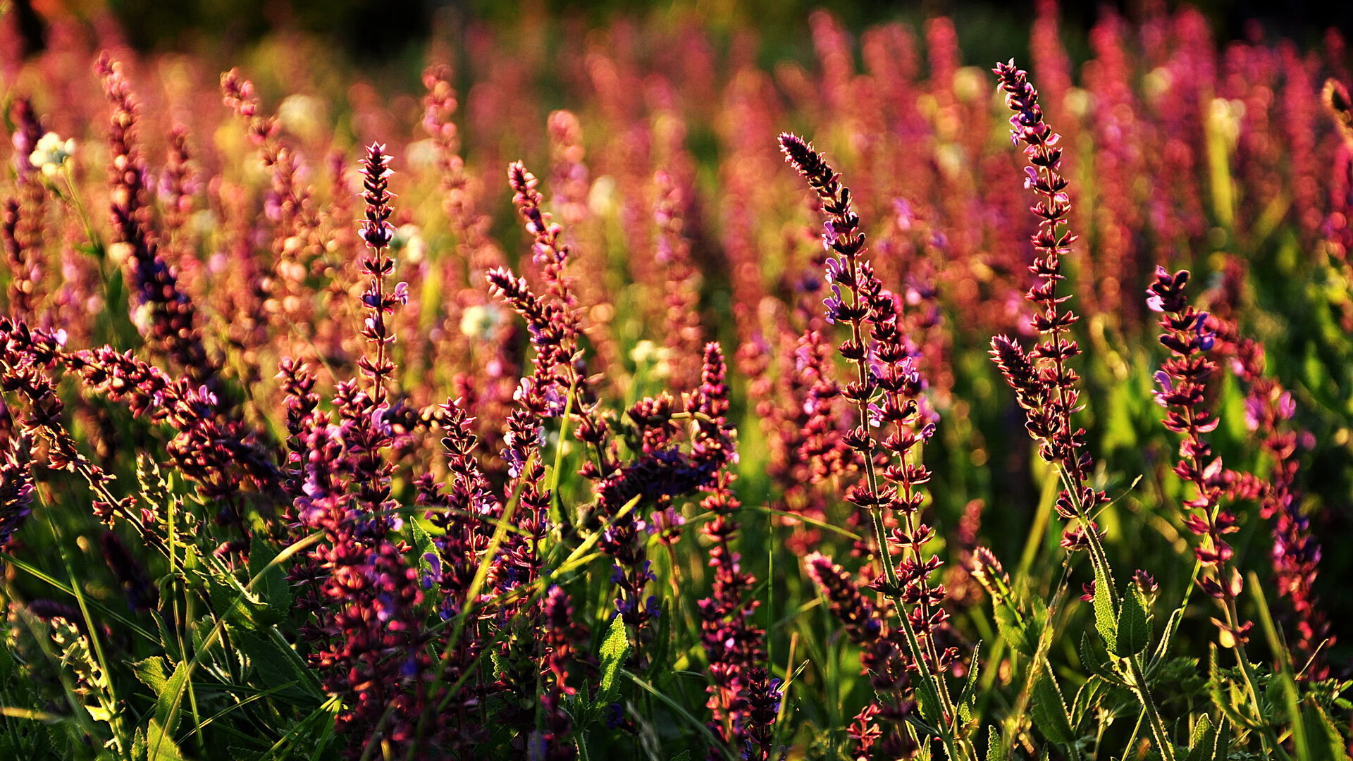 未来足球比赛将实现全景直播,球迷身临其境体验盛宴,足球未来赛事app