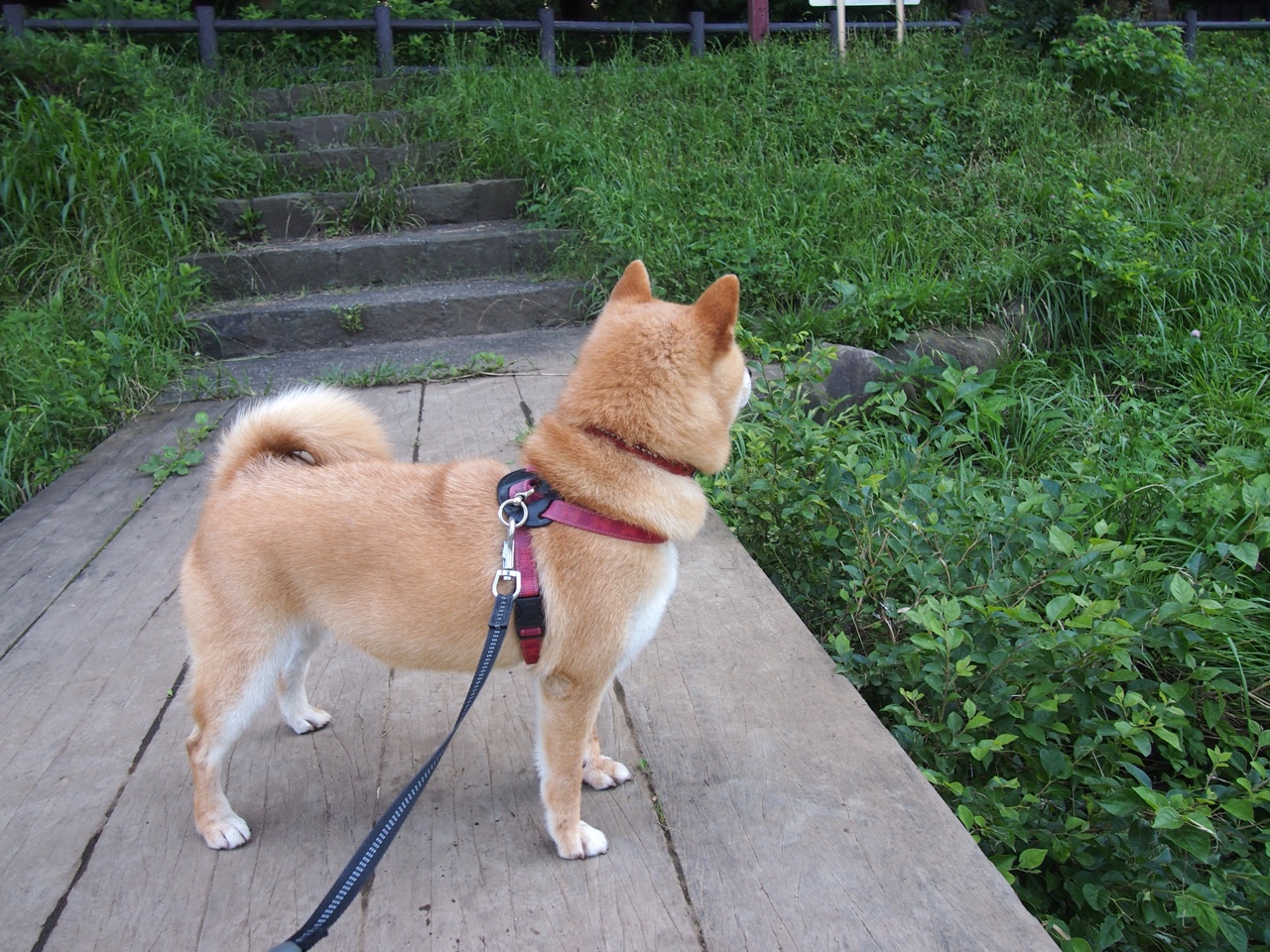 覃海洋50蛙冲刺极限速度,覃海洋200蛙最好成绩