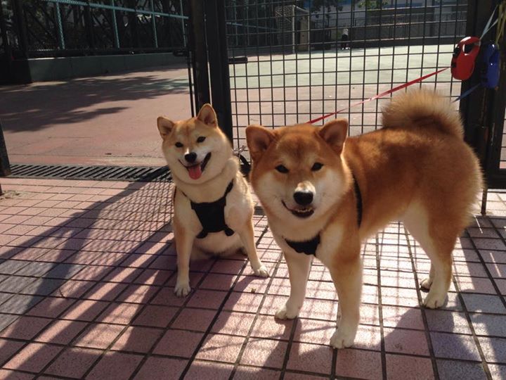 高尔在橄榄球冠军锦标赛的稳定发挥,赢得主场观众的喝彩,橄榄球和高尔夫一样吗